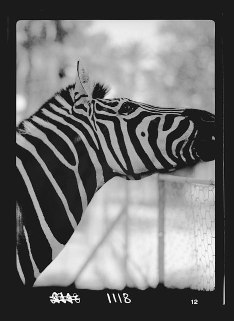 Photo:Khartoum Zoo,Sudan,Africa,Matson Photo Service,1936,Zebra,Animal - Picture 1 of 1